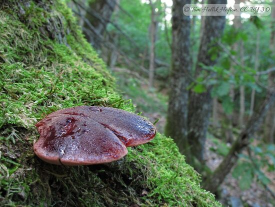 Fistulina hepatica